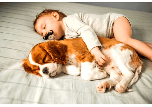 The Pawsitive Impact: Benefits of Pets and Babies Living Together In many households, the pitter-patter of tiny feet isn't just limited to human babies. Furry companions, too, become an integral part of the family dynamic. While some may initially worry a